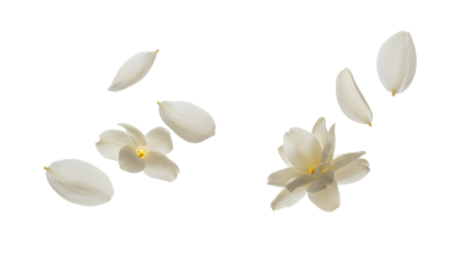 Floating jasmine flowers and petals in the air against a white background