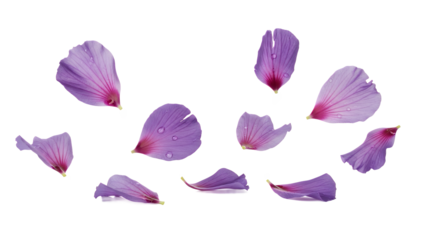 Floating flower petals gently fall through the air, showcasing delicate beauty against a pristine white background from a directly overhead viewpoint