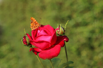 Une rose visitée © Dreams 14