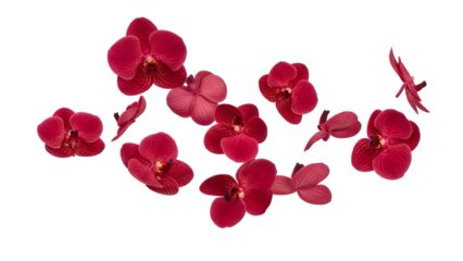 A bouquet of red flowers arranged in a scattered pattern against a white background