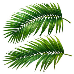 Obraz premium Two vibrant, detailed, green palm fronds, isolated on a black background