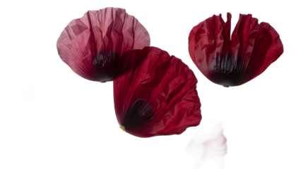 Three red poppy flowers isolated on a white background viewed from above