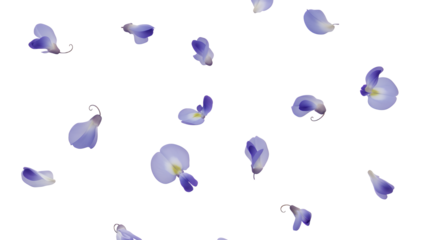 Floral petals floating gently in the air, a serene and delicate wisteria scene captured from a close-up viewpoint