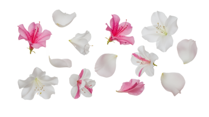 A close-up view of scattered azalea flower petals in shades of pink and white on a plain white background