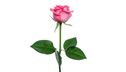 Isolated pink rose, close-up, against a pure black background. Leaves are green