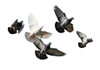 Flock of pigeons and one white dove flying isolated on transparent background for peace, freedom and communication concepts © Sejjil