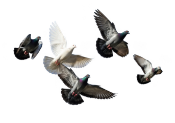 Flock of pigeons and one white dove flying isolated on transparent background for peace, freedom and communication concepts