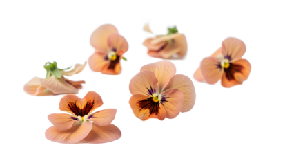 A close-up view of delicate, floating flowers on a white background showcasing their intricate details and soft petals