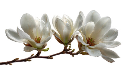 Fototapeta premium Close-up of three delicate magnolia blossoms on a branch