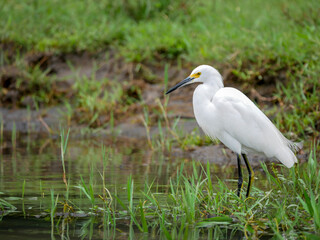 Obraz premium A white egret (Egretta thula) on a canal in Tortuguero National Park.