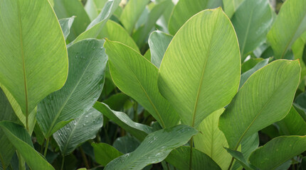 Obraz premium cannifolium. Close-up of Spathiphyllum cannifolium leaves with abstract green tropical foliage texture. gardening catalogs, home-decor guides, designed for gardening and botanical catalogs.
