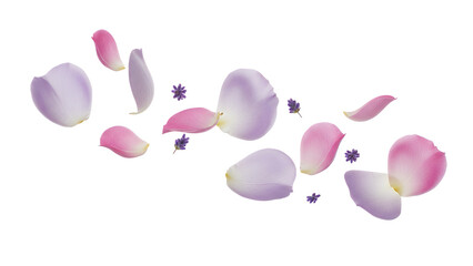 Fototapeta premium Scattered flower petals in shades of pink and purple against a white background