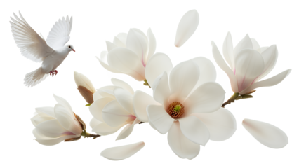 A white dove flies amidst a blooming magnolia branch with delicate petals