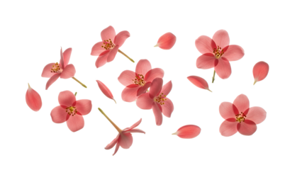 A serene arrangement of jasmine flowers on a pristine white background viewed from directly above