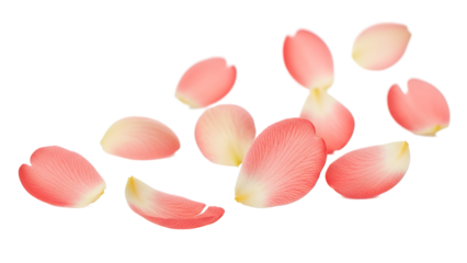 Soft rose petals scattered on a clean white background