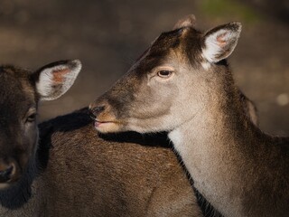 Close-up of a fallow deer doe resting calmly beside another deer in natural light