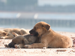 Several brown stray puppies were in the park.