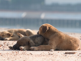 Several brown stray puppies were in the park.