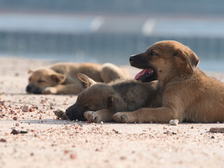 Several brown stray puppies were in the park.