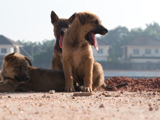 Several brown stray puppies were in the park.