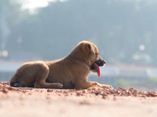Several brown stray puppies were in the park.