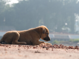 Several brown stray puppies were in the park.