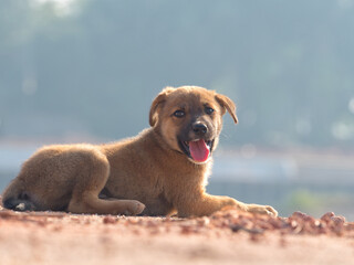 Several brown stray puppies were in the park.