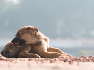 Several brown stray puppies were in the park.