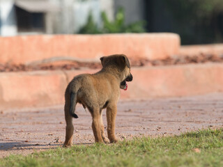 Several brown stray puppies were in the park.