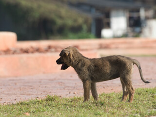 Several brown stray puppies were in the park.