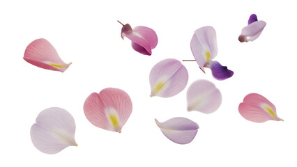 Floating flower petals in a serene and delicate dance against a white background