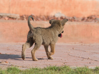 Several brown stray puppies were in the park.
