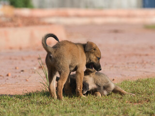 Several brown stray puppies were in the park.