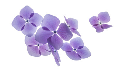 Obraz premium A cluster of hydrangea flowers are seen from above against a white background