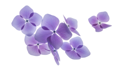A cluster of hydrangea flowers are seen from above against a white background