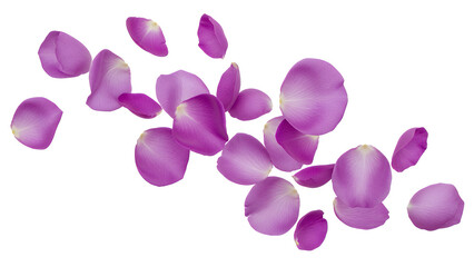 Fototapeta premium A collection of violet flower petals scattered against a white background