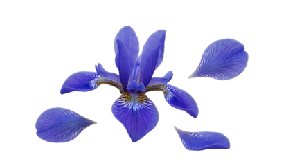A delicate blue iris flower with petals scattered around it
