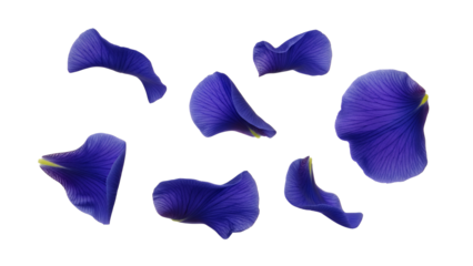 A collection of delicate purple iris petals arranged on a white surface viewed from directly above
