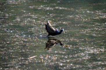 Fototapeta premium A crested jacana in its natural habitat in the swamps near Hua Hin, Thailand.
