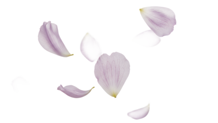 Delicate flower petals floating gently in the air captured from a top-down viewpoint