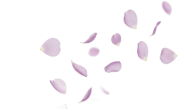 Soft lavender flower petals gently falling against a clean white background