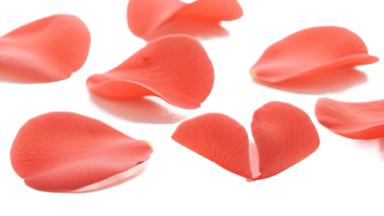 A collection of red rose petals scattered on a white surface viewed from above