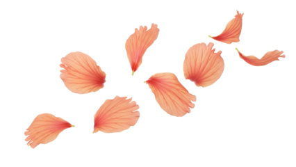 Delicate hibiscus petals scattered around in a circular motion against a soft white background