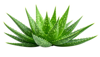 A vibrant, detailed close-up of a healthy aloe vera plant with spiky, spotted leaves