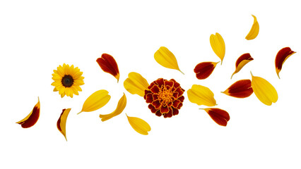 Vibrant flower and leaves arrangement on a clean white background