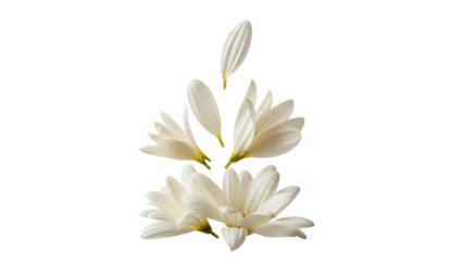 A serene close-up of white orchid flowers against a plain white background