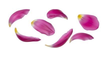 A collection of delicate rose petals scattered on a white background viewed from directly above