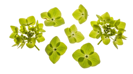 Hydrangea flowers arranged in a floral pattern against a white background viewed from above