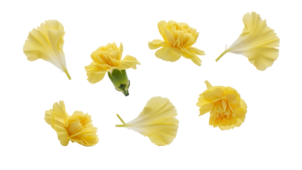 A collection of yellow flower petals arranged in a circular pattern on a white background