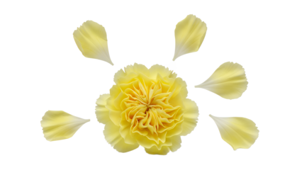 Aerial view of a vibrant yellow flower with scattered petals on a white background